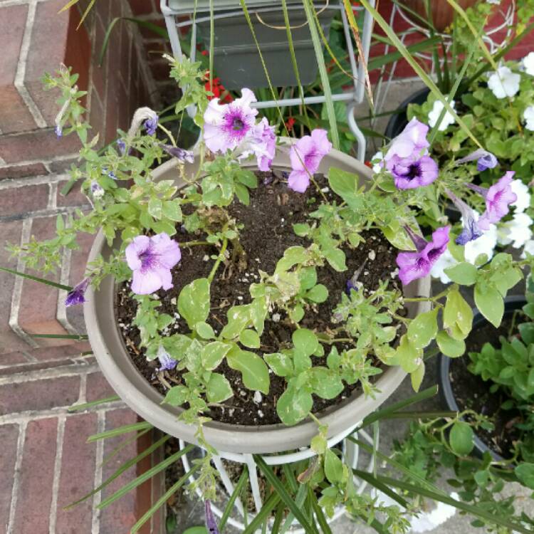 plant image 237830 plant image 237830