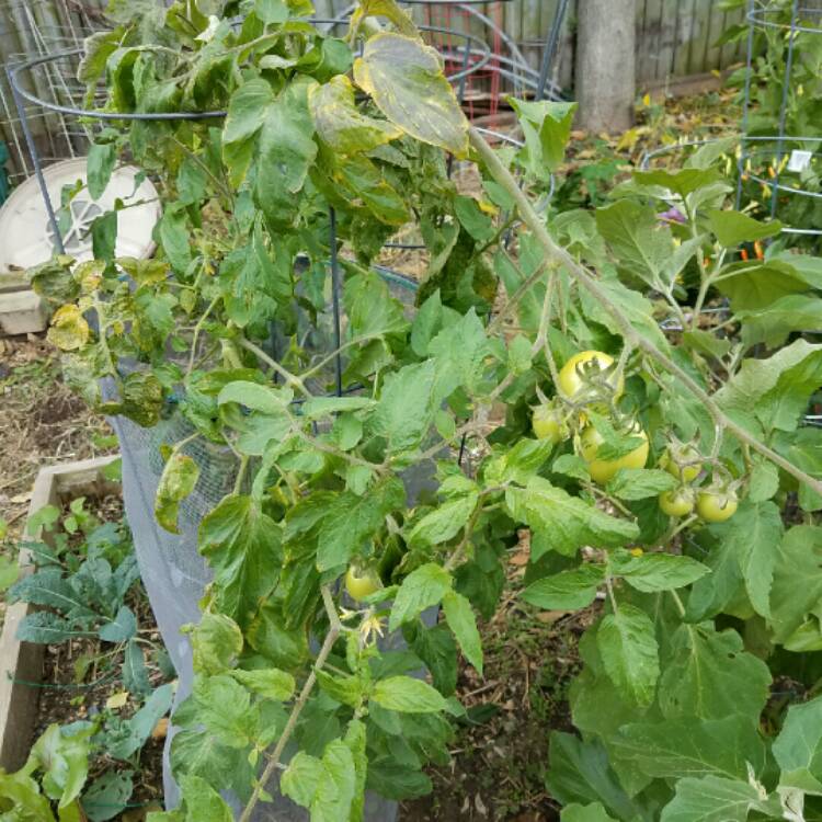 Plant image Solanum lycopersicum 'Heinz Super Roma'