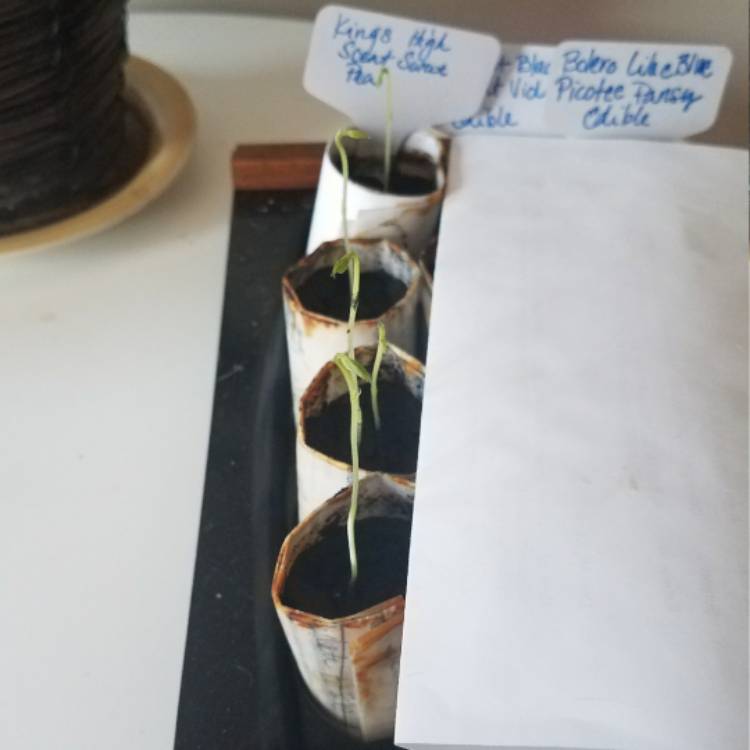 plant image 336376