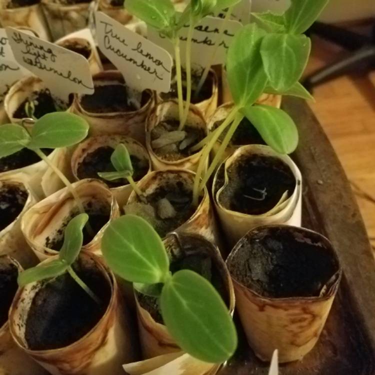 Plant image Cucumis sativus 'Parisian Pickling'