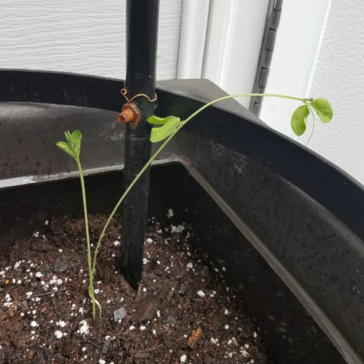 plant image 340669