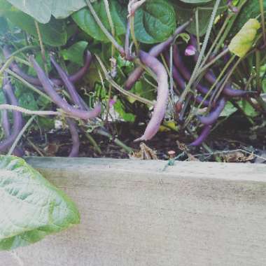 Phaseolus vulgaris
