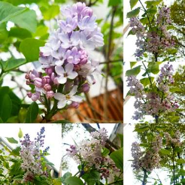 Syringa