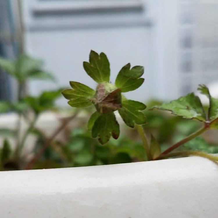 plant image 672706 plant image 672706