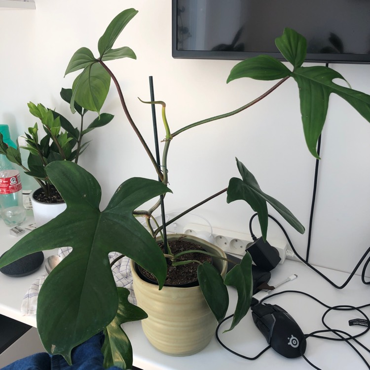 Plant image Philodendron 'Florida Ghost'