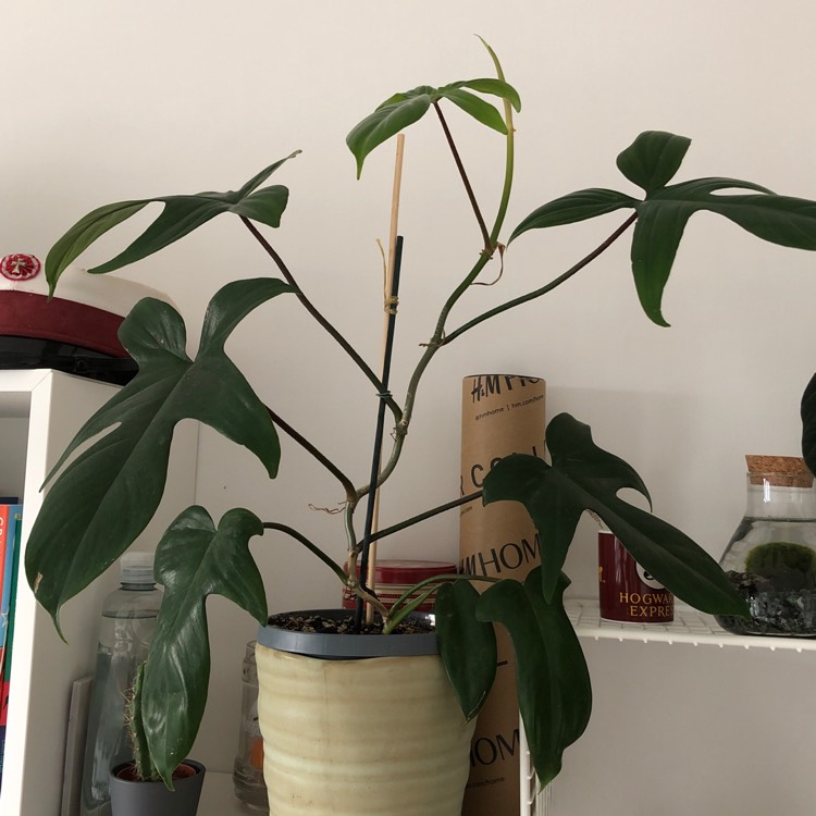 plant image 1531968