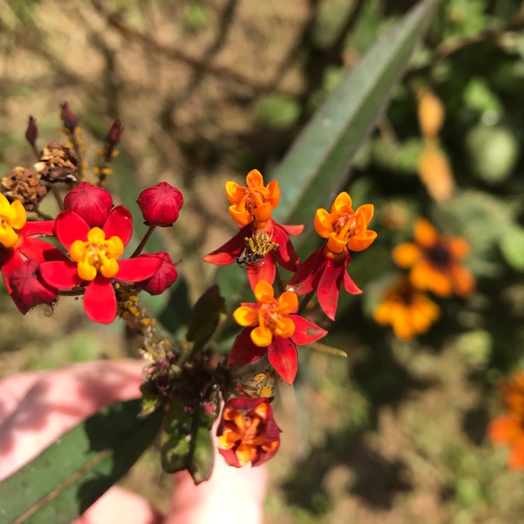 plant image 838691