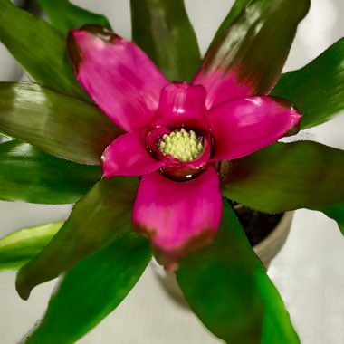 Neoregelia 'Fall in Love'