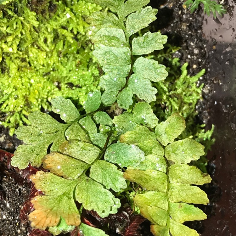 Plant image Asplenium trichomanes