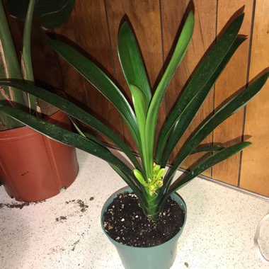 Clivia miniata