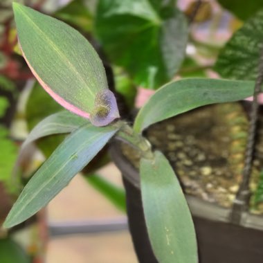 Tradescantia pallida 'Variegata'