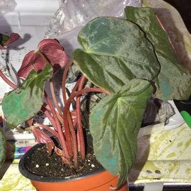 Begonia pavonina