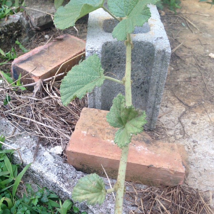 plant image 311886