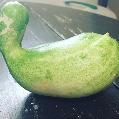 Cucumber