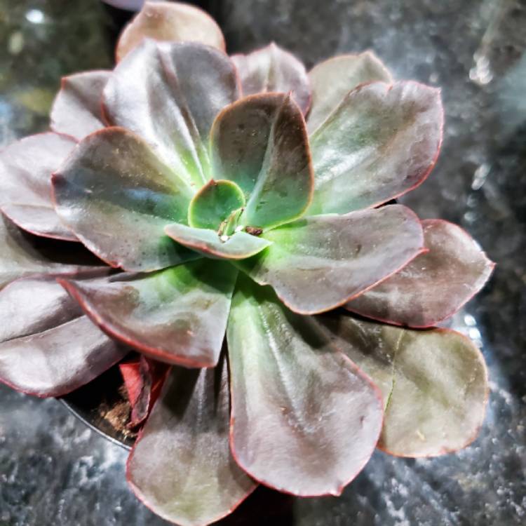 Plant image Echeveria Eliza
