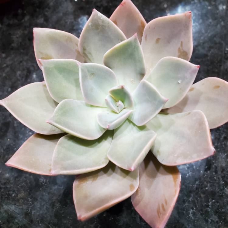 Plant image Echeveria Sanyatwe