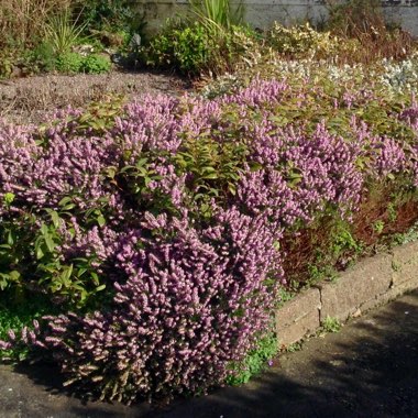 Ann's garden