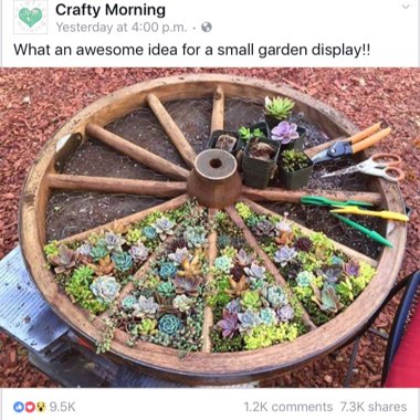 Ann's garden