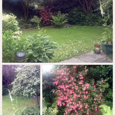 Ann's garden