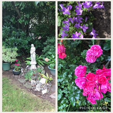 Ann's garden