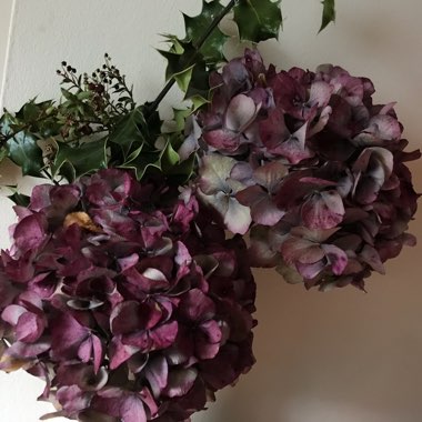 Ann's garden