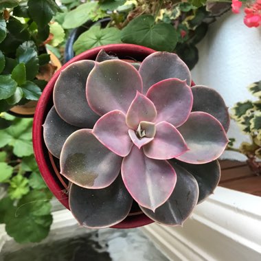 Ann's garden