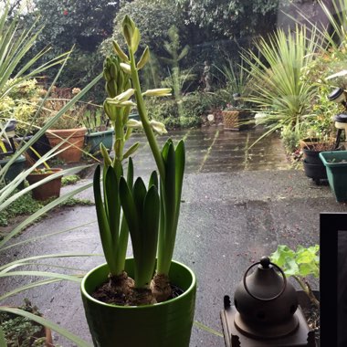 Ann's garden