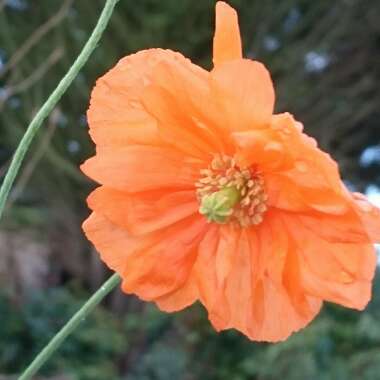 Meconopsis cambrica