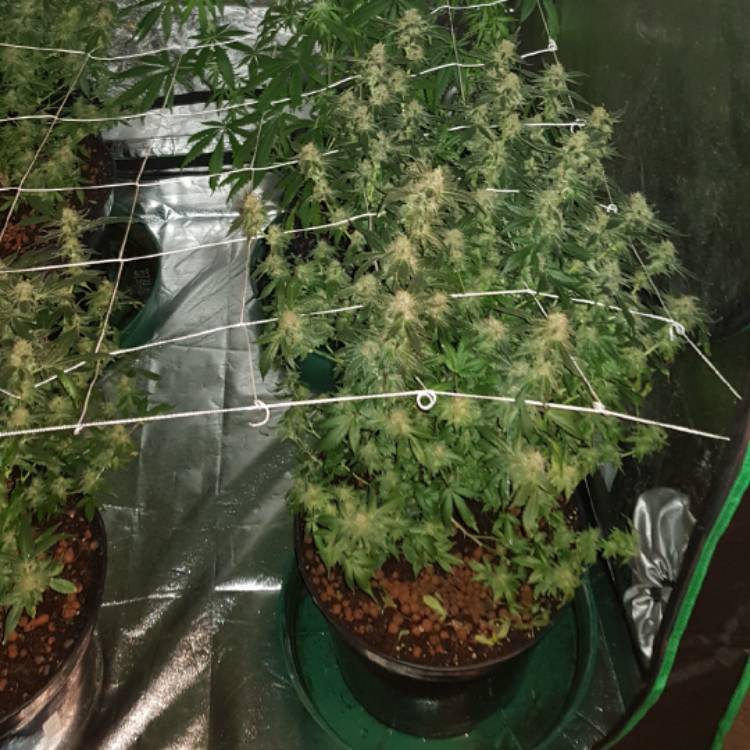 Plant image Cannabis sativa