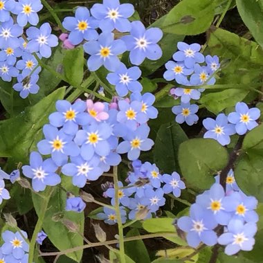 Myosotis arvensis
