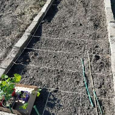 Julianne's garden