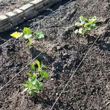 Julianne's garden