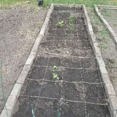 Julianne's garden
