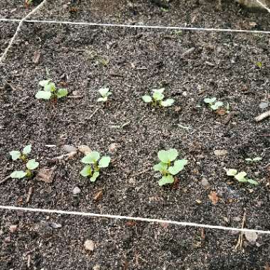 Radish 'Cherry Belle'