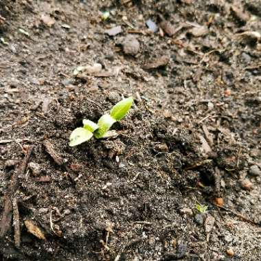 Cucumber