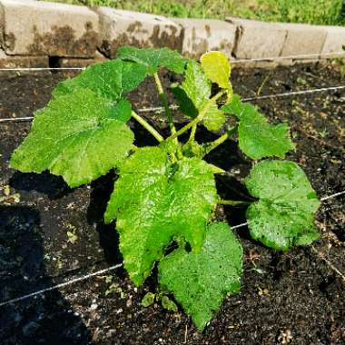Zucchini 'Aristocrat'