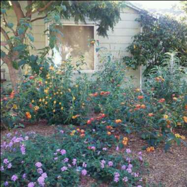 Riley's garden