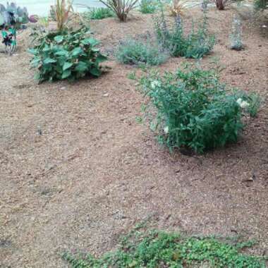 Riley's garden