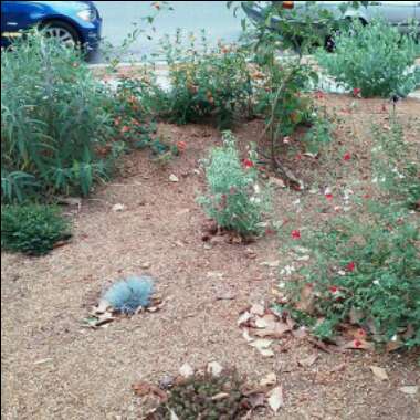 Riley's garden