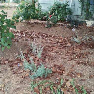 Riley's garden