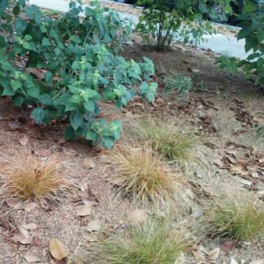 Riley's garden