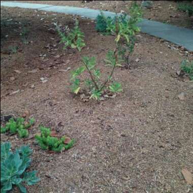 Riley's garden