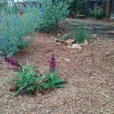 Riley's garden