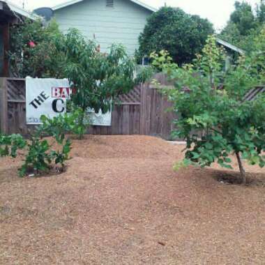 Riley's garden