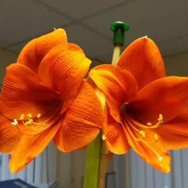 Hippeastrum 'Orange Souvereign'
