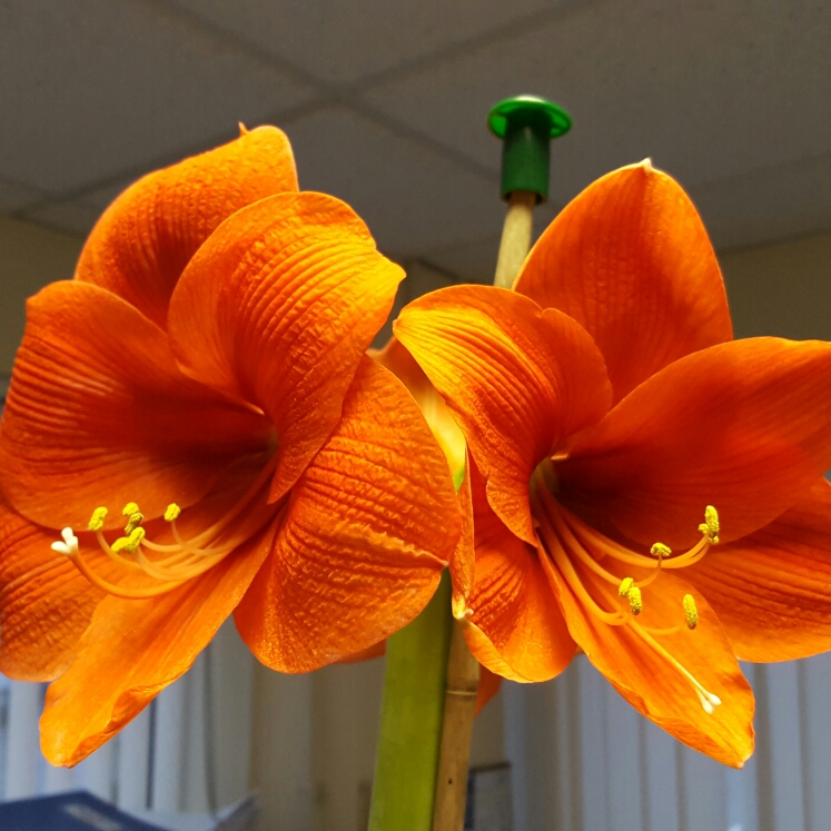 Plant image Hippeastrum (Galaxy Group) 'Orange Souvereign'
