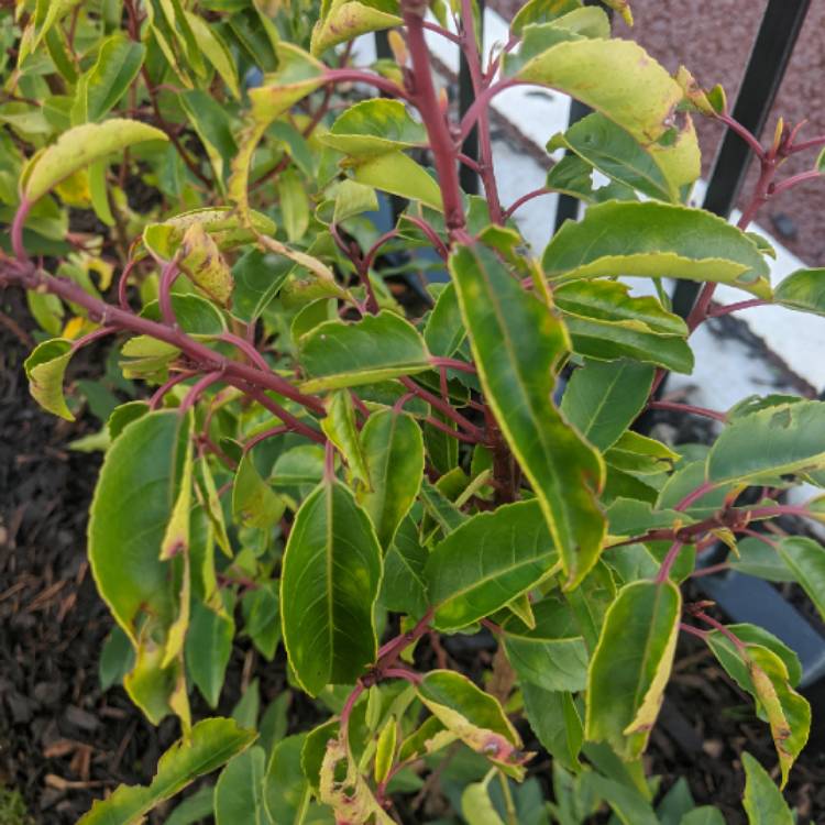 Plant image Prunus lusitanica 'Angustifolia'