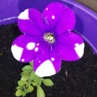 Danielle's garden