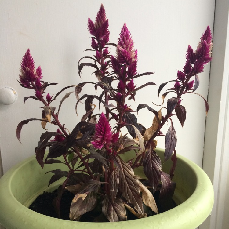 plant image 384714 plant image 384714