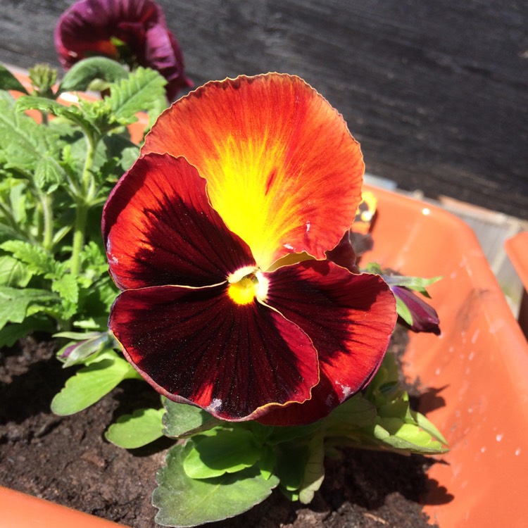 Plant image Viola x wittrockiana 'Matrix Solar Flare'